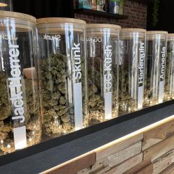Cbd Versailles - Weed Land