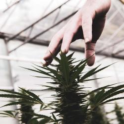 Cbd Vichy - High Society