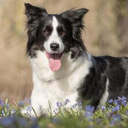 Cecilia Petsitter