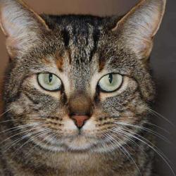 Cem(les Chats Errants Du Montargois)