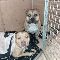 Centre Canin Cynomya