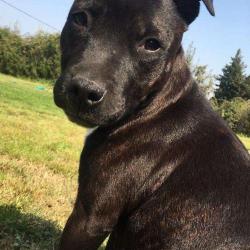 Centre Canin Dog Serenity Et Pension Canine