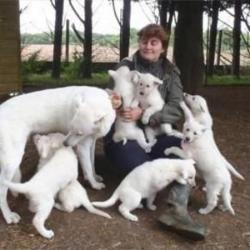 Centre Canin Et Félin Jorel