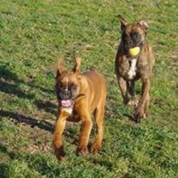 Centre Canin La Grignande