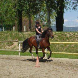 Centre Equestre De Mallemort Pont Royal