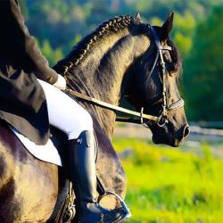 Centre Equestre Des Costieres