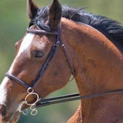 Centre Equestre Le Domino