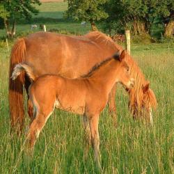 Centre Equestre Magic Poney Kerfeunteun