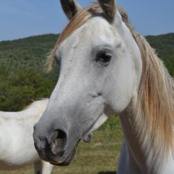 Centre Equestre Ninaute