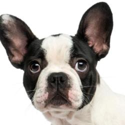 Centre National De Formation Canine Nikita