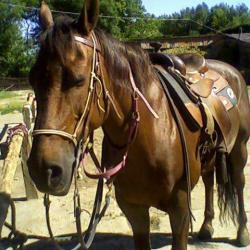 Centre Equestre Petit Caprin