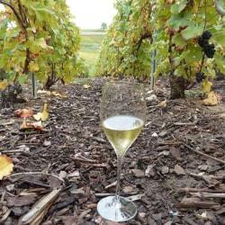 Champagne Guyot-guillaume