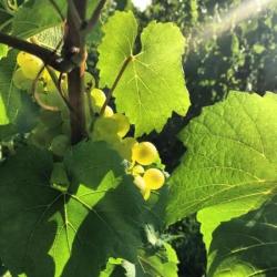 Champagne Vazart-coquart