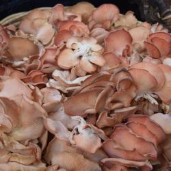 Champignonnière De Dijon