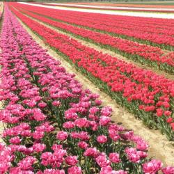 Champs De Tulipes