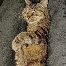 Chat D'oc