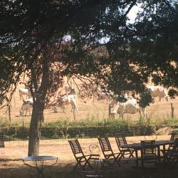 Château Du Mauny