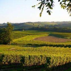 Vignoble Tinon