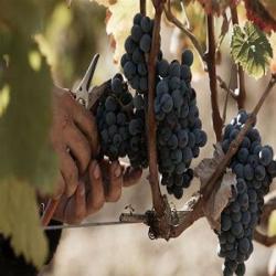 Château Valfaurès - Chai De Vinification