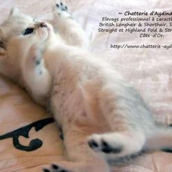 Chatterie D'aydindrill