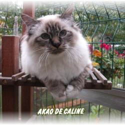 Chatterie De Caline : élevage Et Vente De Chatons Sacré De Birmanie