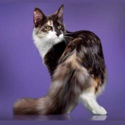 Chatterie De L'alantolie