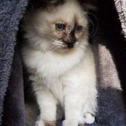 Chatterie Des Petits Sacrés