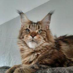 Chatterie Des Wabanaki's - Maine Coon