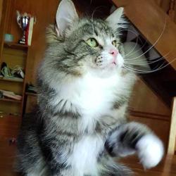 Chatterie Du Bas Armaniac