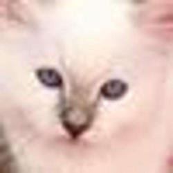 Chatterie Du Clos D'iris