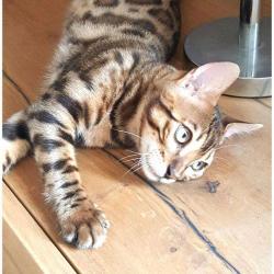 Chatterie Felix-felicis Bengal