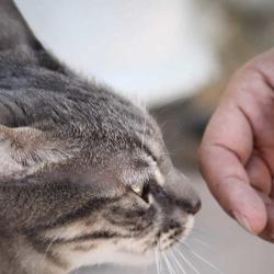 Chatterie Sainte Cyle Aix En Provence