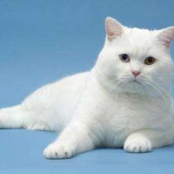 Chatterie Solal Des As