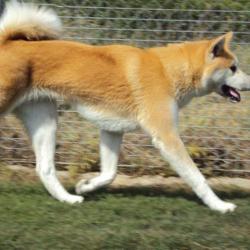 Chenil De La Tuilière