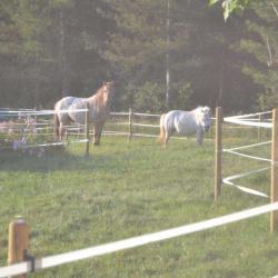 Cheval Et Cie