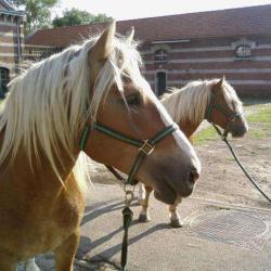 Cheval Nature