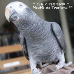 Chezphoenix