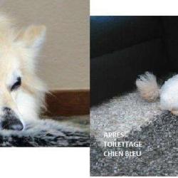 Chien Bleu