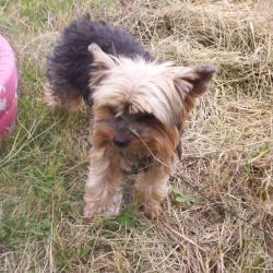 Chien Charmant