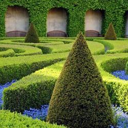 Chlorophylle Paysage