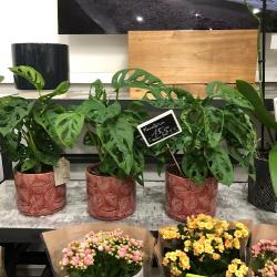 Choc Fleurs