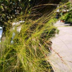 Cholat Pepinieres - Jardins - Piscines