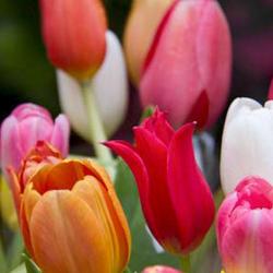 Christi Fleurs