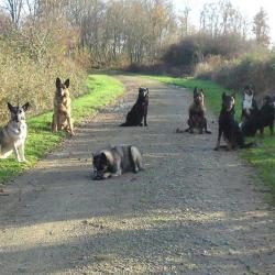 Christophe Simon Educateur Canin