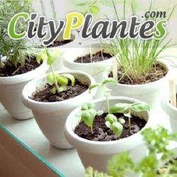 City Plantes
