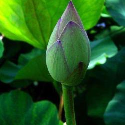 Cityplantes