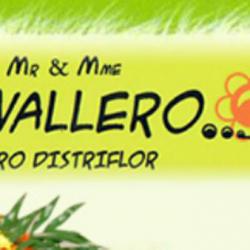 Civallero Fleurs - Euro Distriflor