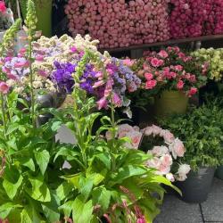 Cler Fleurs