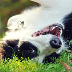 Clicdog