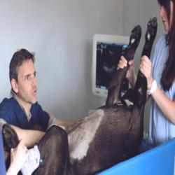 Clinique Vétérinaire Animedis